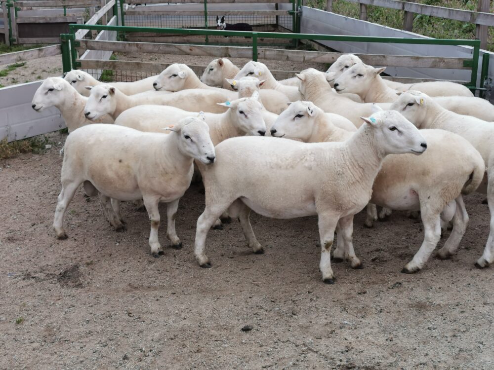 Stock sell/wanted - The EasyCare Sheep Society