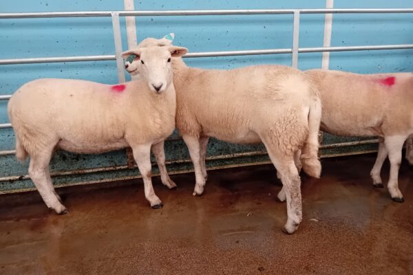 HARRISON 2024 EWE LAMBS FOUR