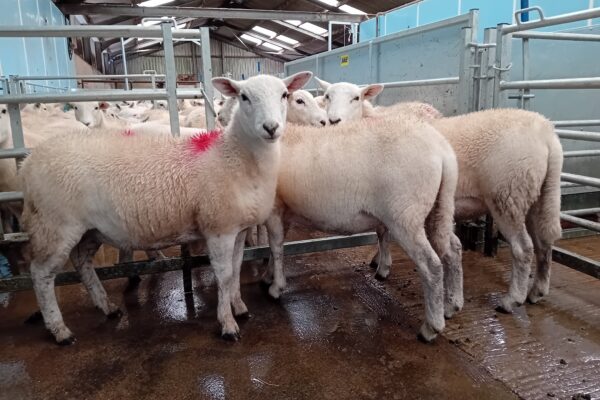 HARRISON 2024 EWE LAMBS THREE