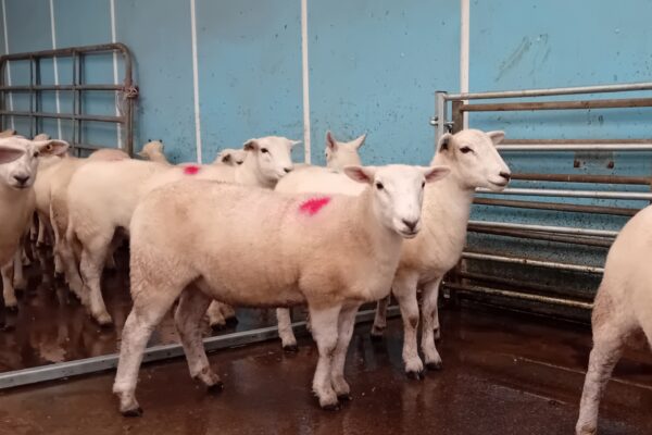 HARRISON 2024 EWE LAMBS