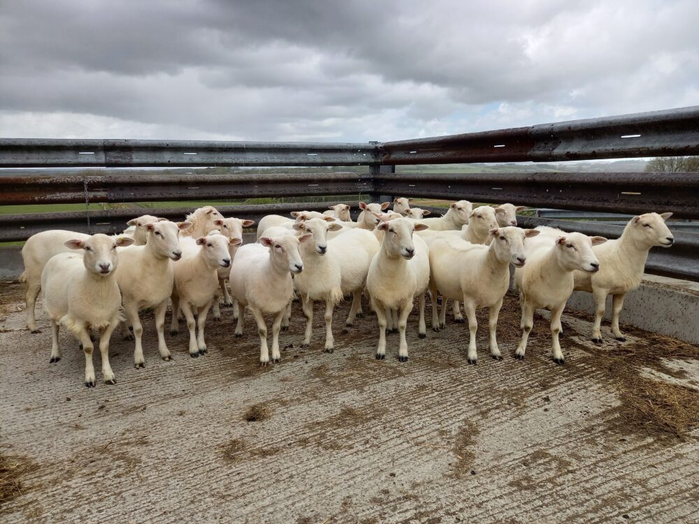 Stock For Sale The EasyCare Sheep Society